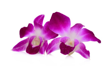 Naklejka na ściany i meble purple orchid flower isolated on white background.