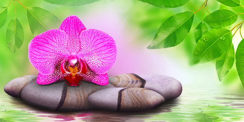 Pink Orchid on stones - 133520353