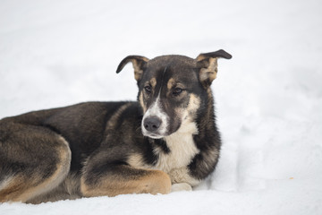 a stray dog on the winter snow