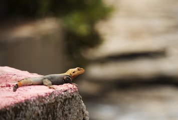 Agama agamidae