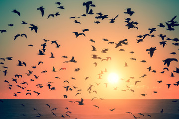 Silhouettes of birds at sunset in the ocean.