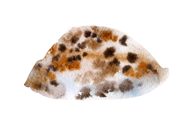 watercolor sea shell