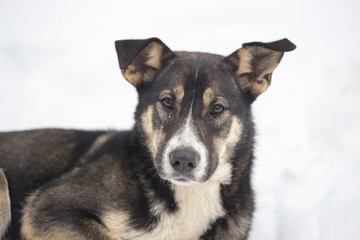 a stray dog on the winter snow