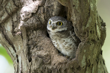 Owl, Spotted owlet (Athene brama) in tree hollow,Bird of Thailand