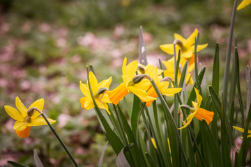 Beautiful daffodils on a natural background in spring