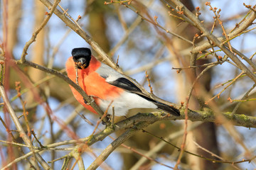 beautiful small bird common bullfinch in winter