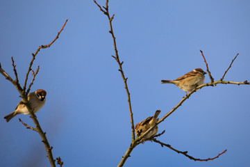 beautiful small bird house sparrow in winter