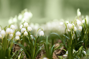 early spring snowflake flowers in forest