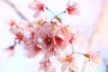 Cherry blossom , sakura flowers