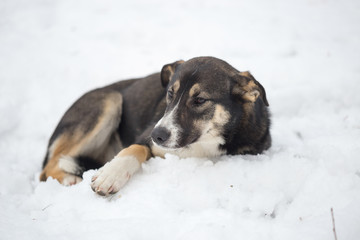 a stray dog on the winter snow
