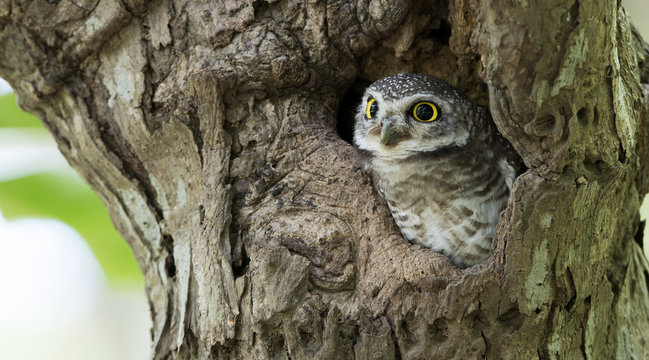 Owl, Spotted owlet (Athene brama) in tree hollow,Bird of Thailand