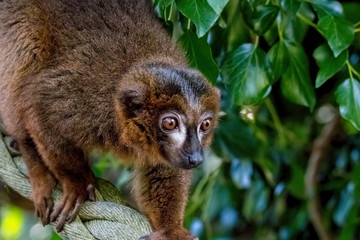 Collared brown lemur, red-collared lemur.
