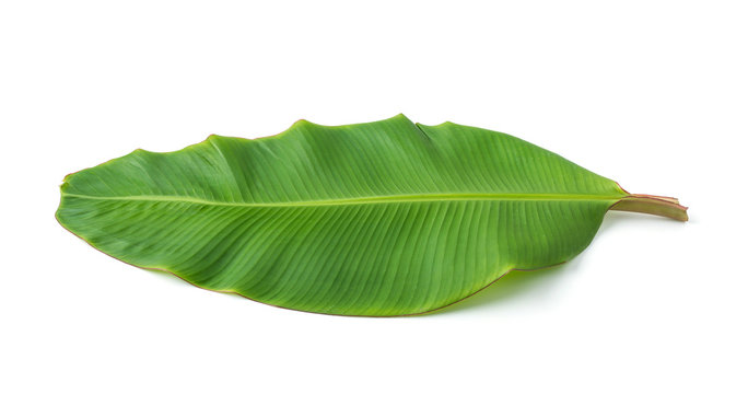 Fototapeta banana leaf isolated on white background