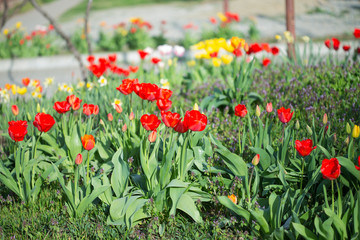 Fototapeta premium Multi-colored tulips