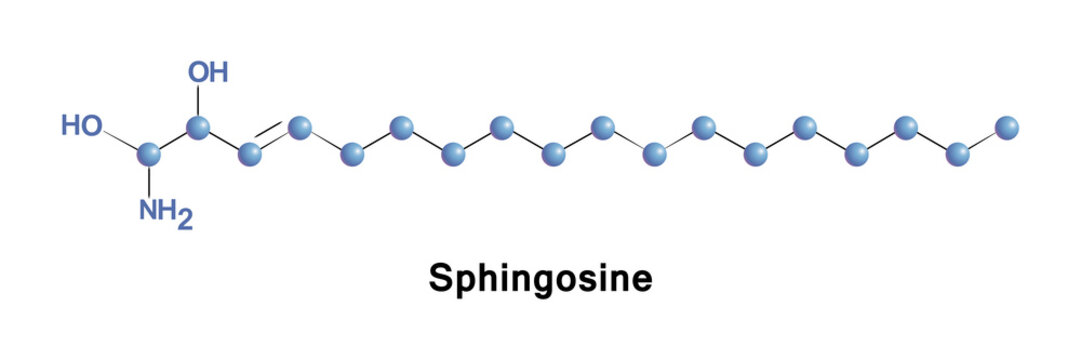 Sphingosine is an 18-carbon amino alcohol with an unsaturated hydrocarbon  chain, forms a primary part of sphingolipids, a class of cell membrane  lipids that include sphingomyelin, a phospholipid. Stock Vector | Adobe