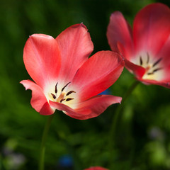Beautiful tulips on a natural background in spring