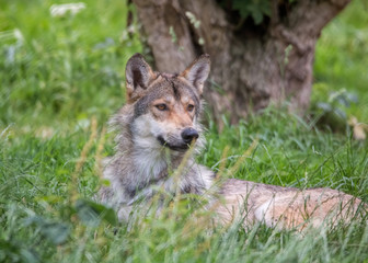 Fototapeta premium European Wolf in Grassland