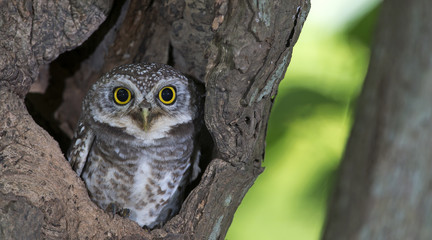 Owl, Spotted owlet (Athene brama) in tree hollow,Bird of Thailand