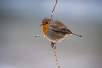 A european robin on a branch in winter