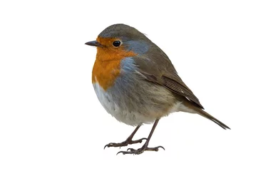 Foto op Plexiglas European robin isolated on white background © YK