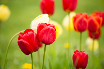 Beautiful tulips on a natural background in spring