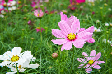 cosmos flowers garden