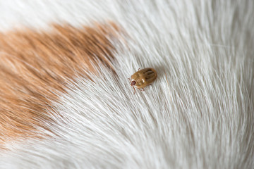 ticks on dog