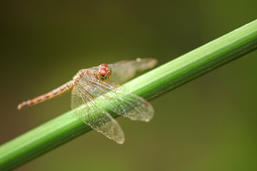 Naklejka premium dragonfly perched on branch
