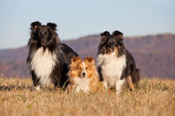 Portrait of nice three dogs - sheltie