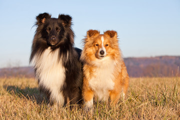Portrait of nice two dogs - sheltie