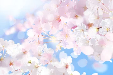 Tuinposter Sakura Howa 4 © ヨーグル