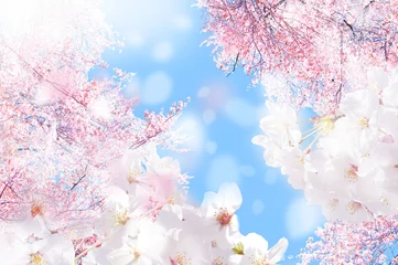 Foto op Plexiglas Sakura Howasan © ヨーグル