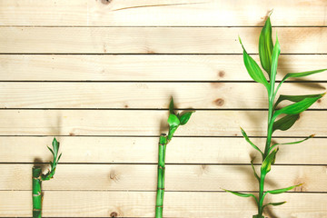 Obraz premium Three green bamboo branches lying on the wooden surface top view