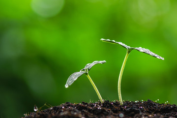 green sprout seed