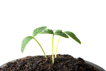green sprout seed