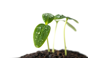 green sprout seed