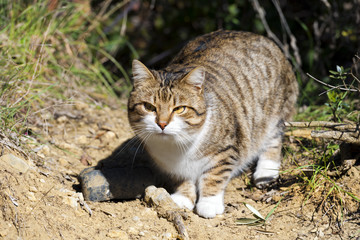 Close up of a brown, black and white cat in countryside looking at camera