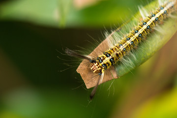 hairy caterpillar