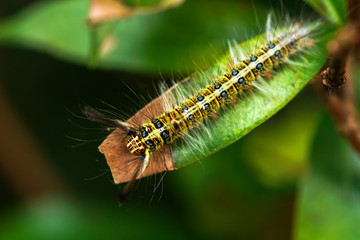 hairy caterpillar