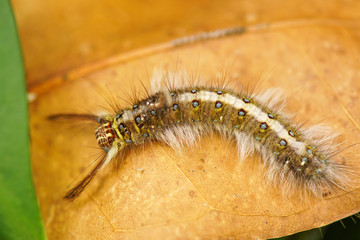 hairy caterpillar