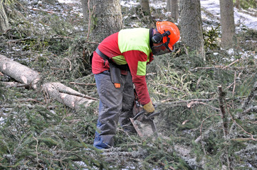 Holzernte, Baum fällen