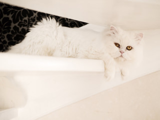 Perfect white cat