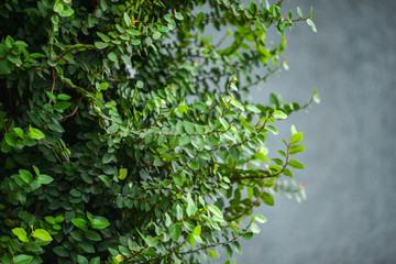 ivy on gray wall