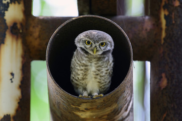 Bird, Owl, Spotted owlet (Athene brama) in metal pipe, Bird of T
