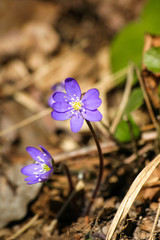 Beautiful common hepaticas on a natural background in spring