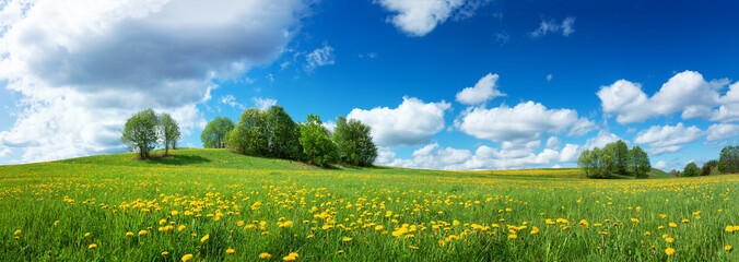 Grünes Feld mit gelbem Löwenzahn und blauem Himmel. Panoramablick auf Gras und Blumen auf dem Hügel an einem sonnigen Frühlingstag