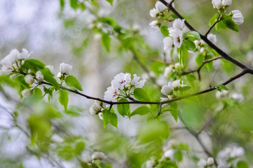Flowers of apple tree