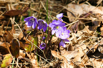 Beautiful common hepaticas on a natural background in spring