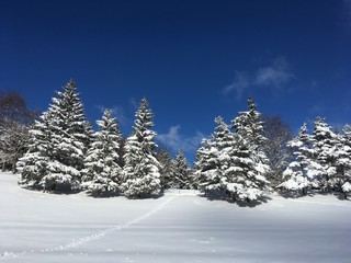 Naklejka premium Sapins sous la neige
