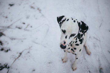 Dalmatian Dog In Snow In Winter / Dalmatiner Hund im Schnee im Winter